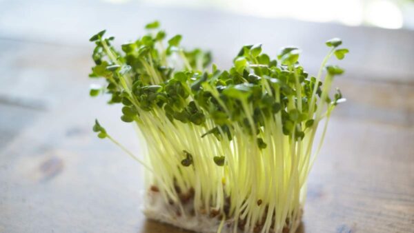 【生活・食・発芽野菜】『かいわれ大根』と『豆苗の比較』：美味しさと栄養の違いを徹底解析！